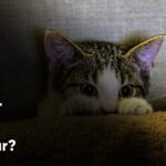 Kediler Neden Hapşırır?
