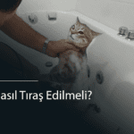 Kediler Nasıl Tıraş Edilmeli