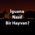 Iguana-Nasil-Bir-Hayvan