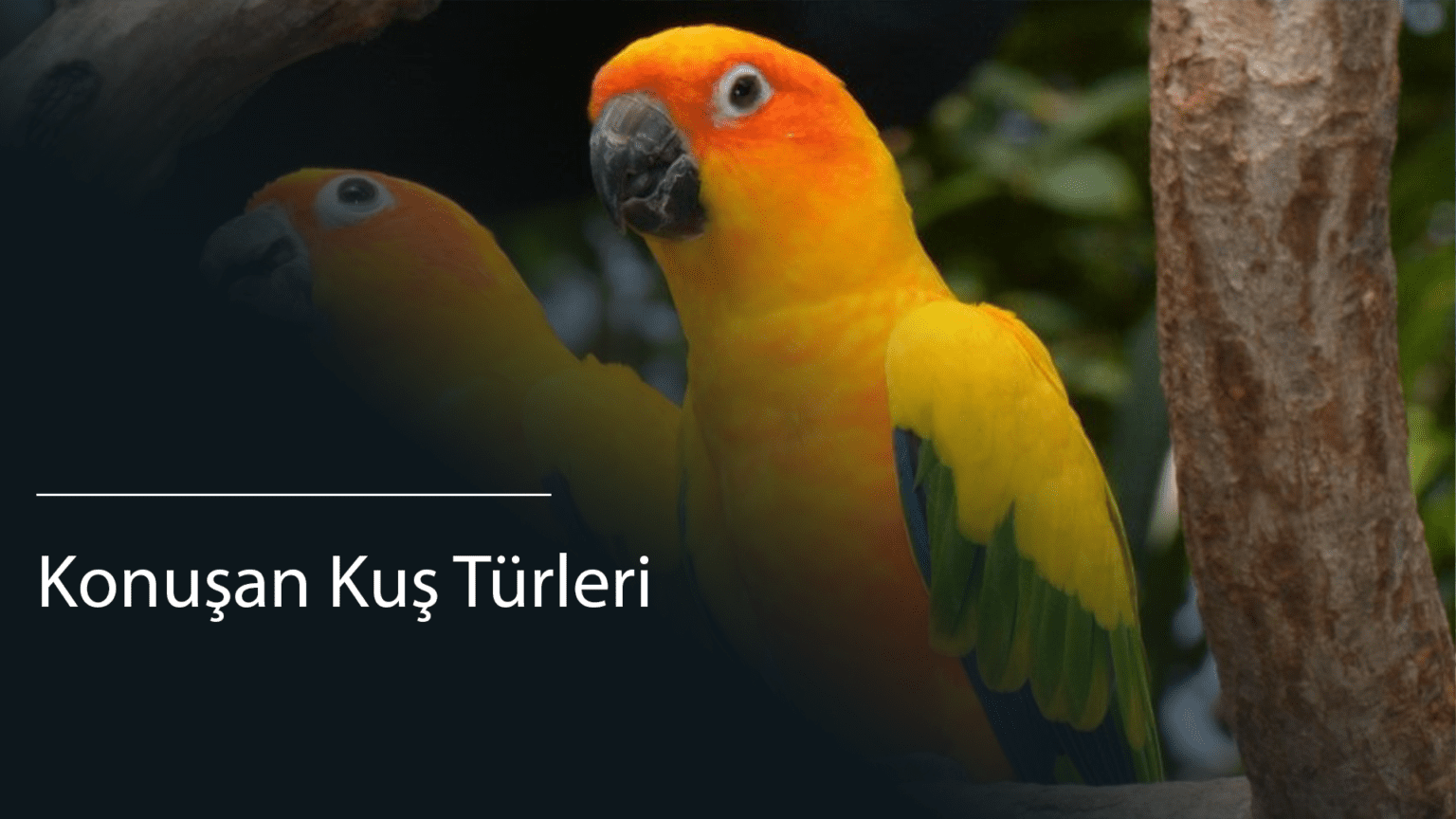 How to Run and Use DirectX Diagnostic Tool dxdiag in Windows 11