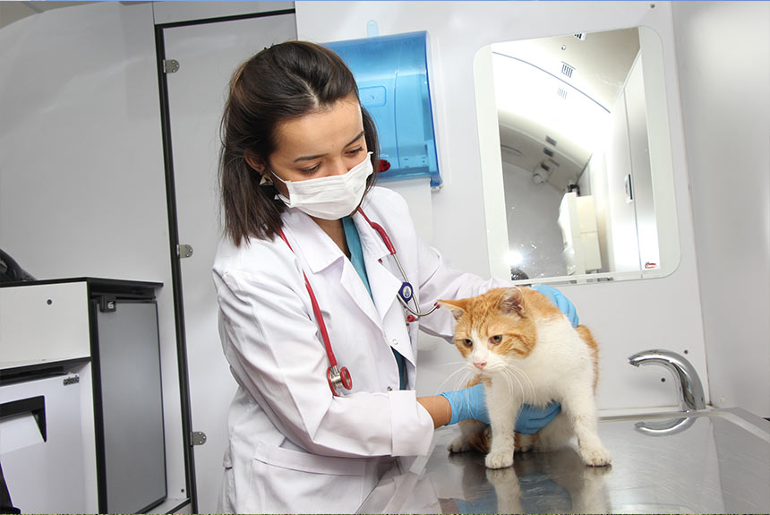 Kedilerde lösemi ( leukemia ) nedir ve tedavisi