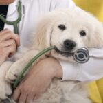 Eskişehir tüm veteriner klinikleri