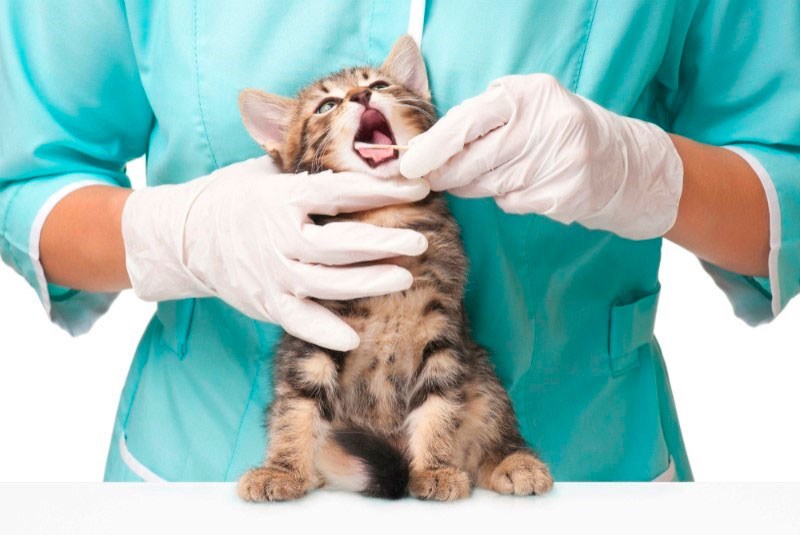 Kedilerde Ağız ve Göz Enfeksiyonu Evde Tedavisi